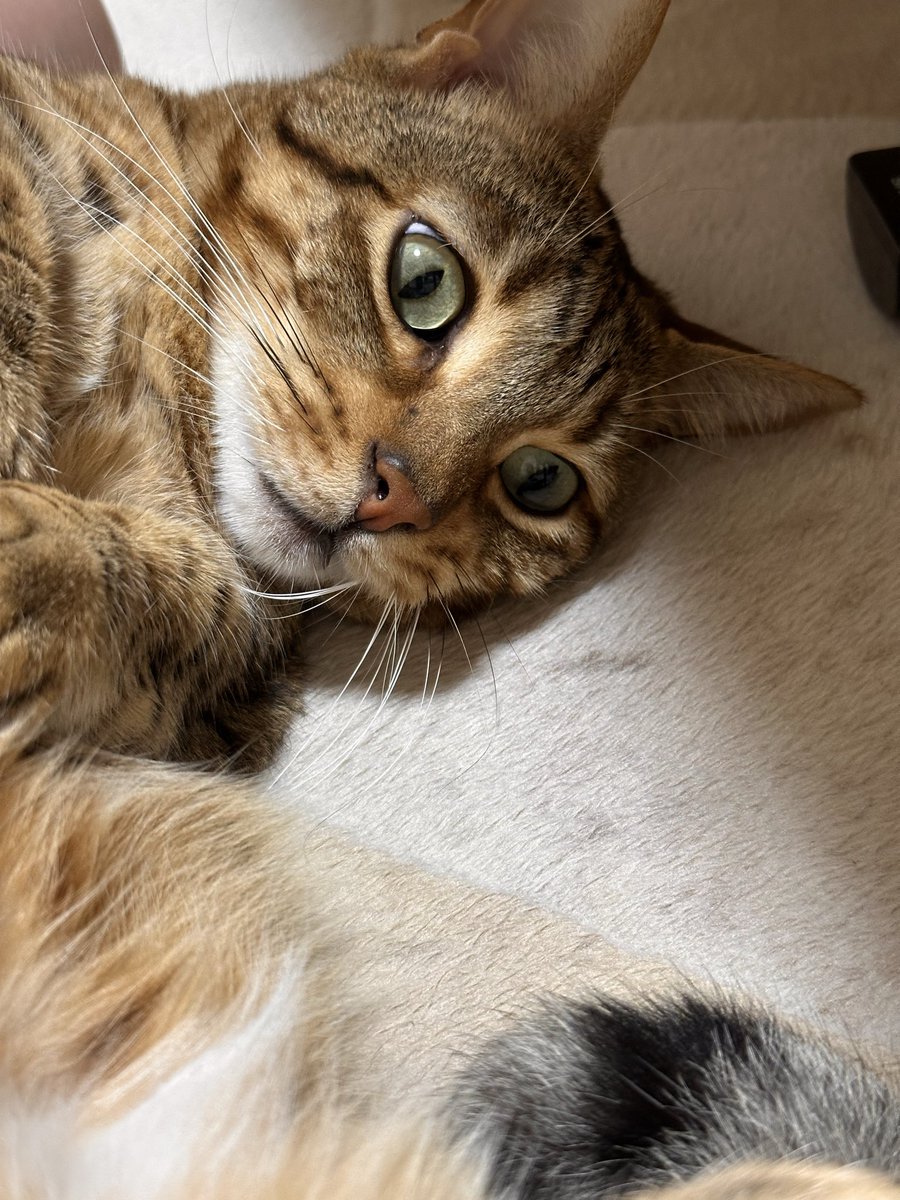 _____s212's tweet photo. 🐱 https://t.co/a94w7DDeel