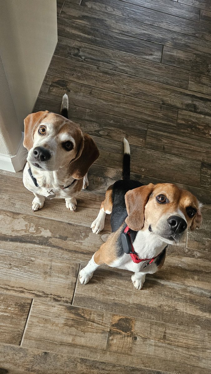 DukeofBeagle's tweet photo. This weekend you should treat yo-self. and yo beagles. https://t.co/8ZaSQmHa9k