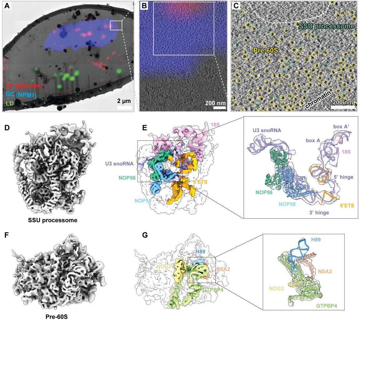 LabWaggoner's tweet photo. Spatiotemporal assembly of the human ribosome
https://t.co/8KtBOHnOEF
@ScienceMagazine @EMBLHeidelberg https://t.co/zXKfLpM3nY
