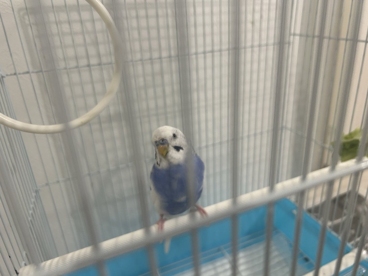 diamond725's tweet photo. 数日前から鳥がいる生活🦜 義セキセインコw ちょいちょい家に来てたけど、今回預かり期間が長かったからストレスなく過ごしてくれてたらいいな。。 https://t.co/Z9P0aV7DbG
