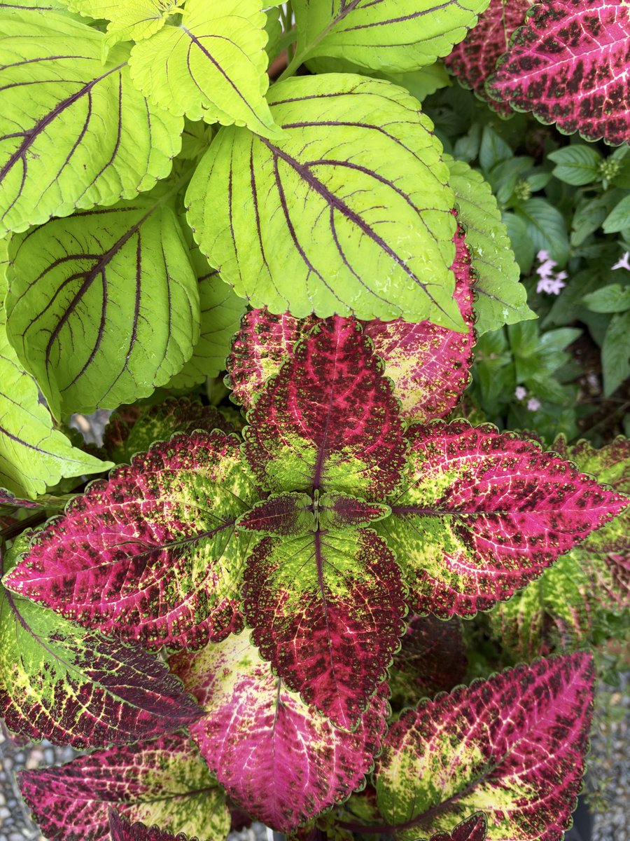 izawa369's tweet photo. パッカーン🤣🙏🌿💦 https://t.co/EZ6eEwTm6X