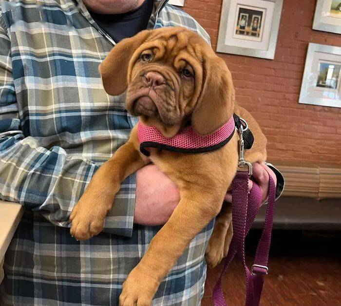 DeliciaSansyx's tweet photo. Today our little pup Max mastered sitting on command and stole our hearts  Watching you grow one tiny win at a time is the best feeling ever!， https://t.co/ckPByi3Q3Z