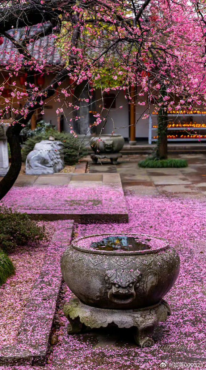 redfuck18's tweet photo. Peach blooms fade, curtains sway gently in soft breeze, tender moments unfold. https://t.co/qMlRdNPKgC