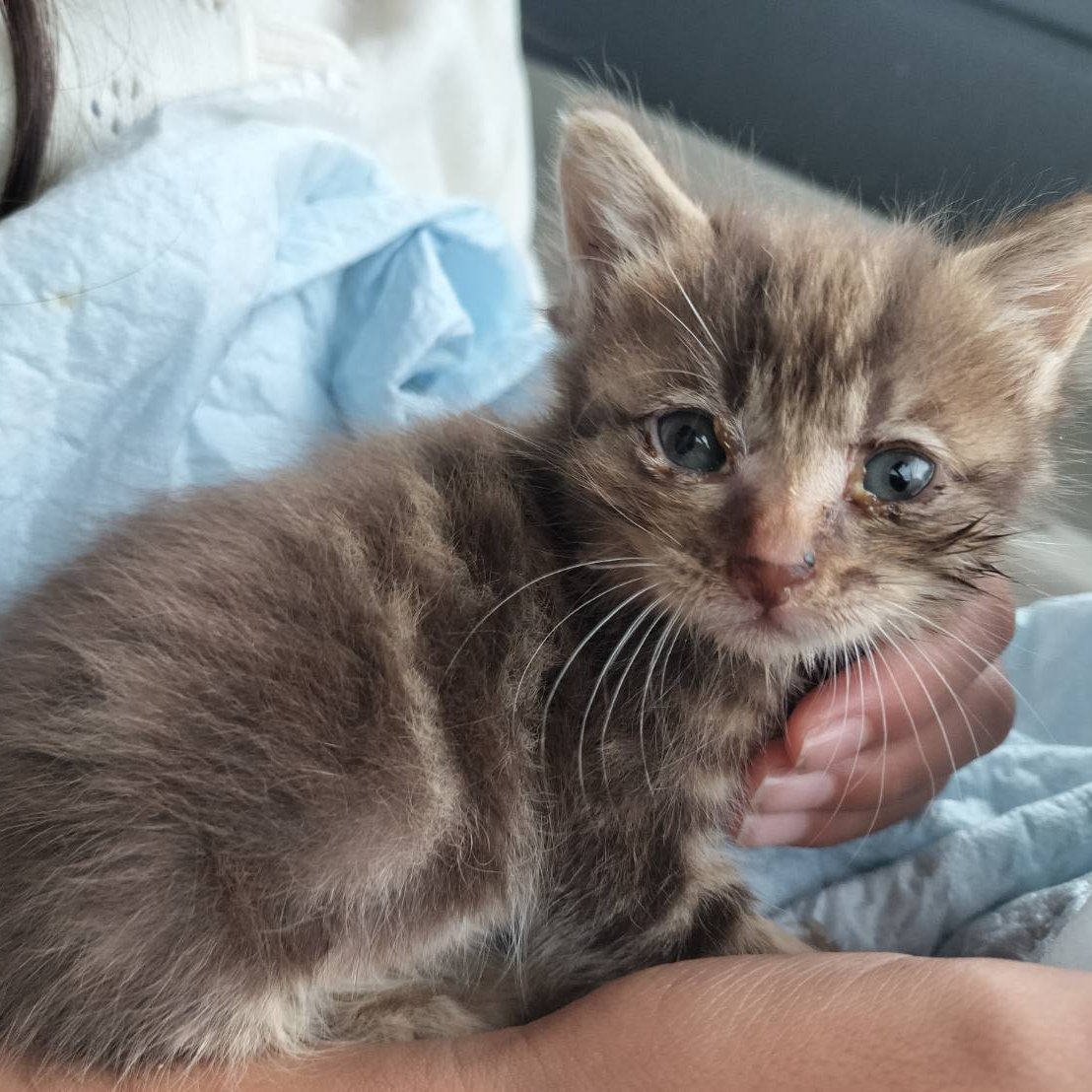 amesowner's tweet photo. 保護猫を預かることになりました。推定生後三週間ほど。里親の方は決まっていて、その方が受け入れられるようになるまでうちで育てます。が、ちょっと雲行きが怪しい。体調がよろしくないようで。飼えなくなったらあめちゃんの妹になり��す。 https://t.co/RAbli1XGd2
