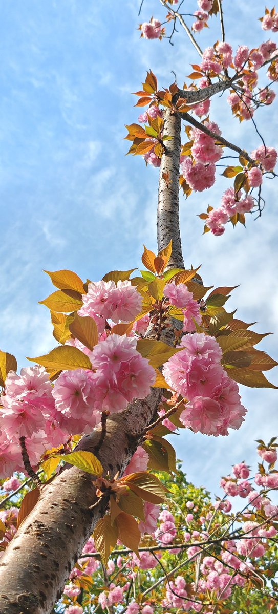 PastyWeiskwlb's tweet photo. Warm sun + cherry blossoms = perfect spring vibes https://t.co/Cdqg0TaNjb