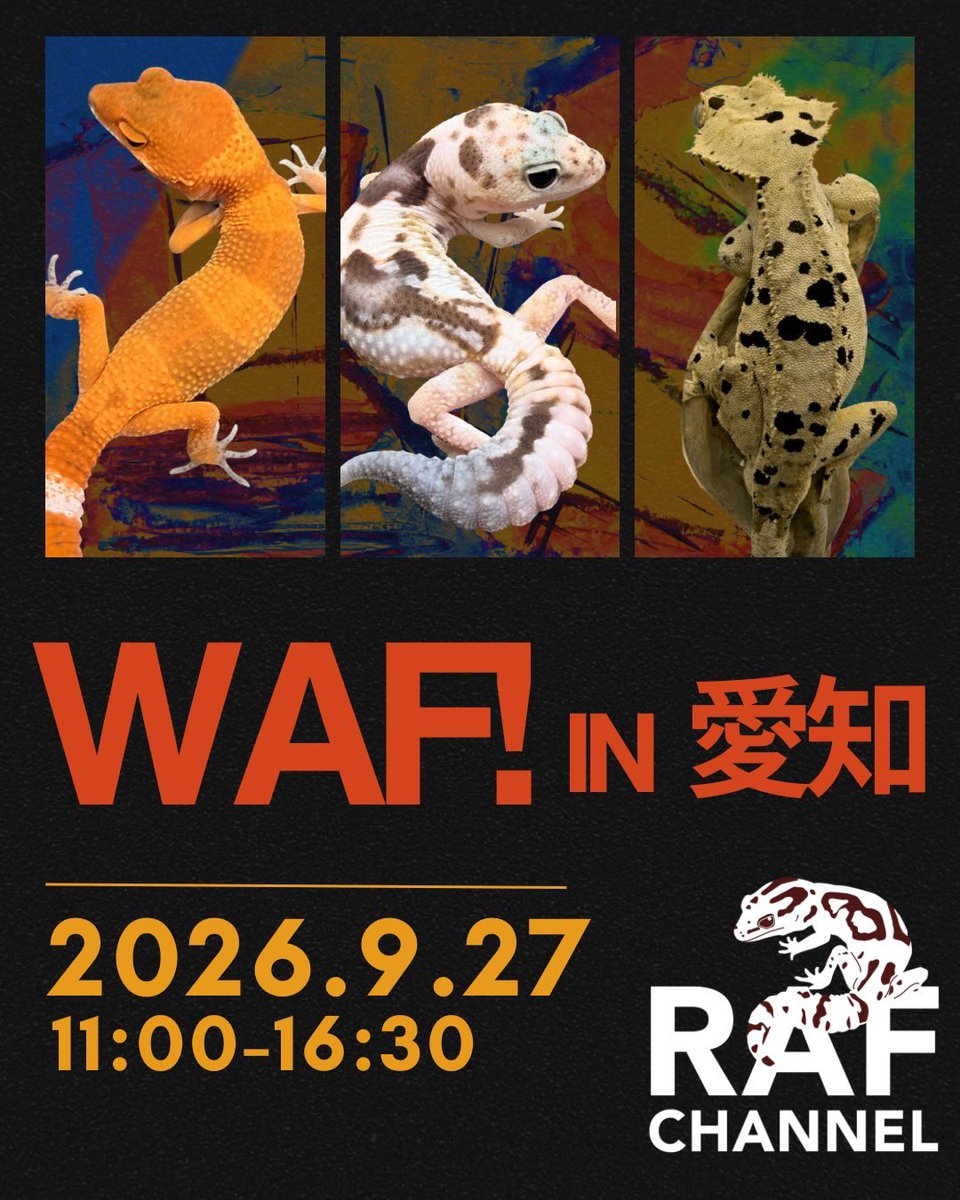 aririn_leopa's tweet photo. 明日はWAF!愛知に出展します！
ニシアフ200匹、クレス＆レオパ40匹ほど連れて行く予定です🦎
イベントいらっしゃる方はブースに遊びに来てください🤝
#WAF
#ニシアフリカトカゲモドキ
#クレス
#レオパ https://t.co/osVspDtTBX