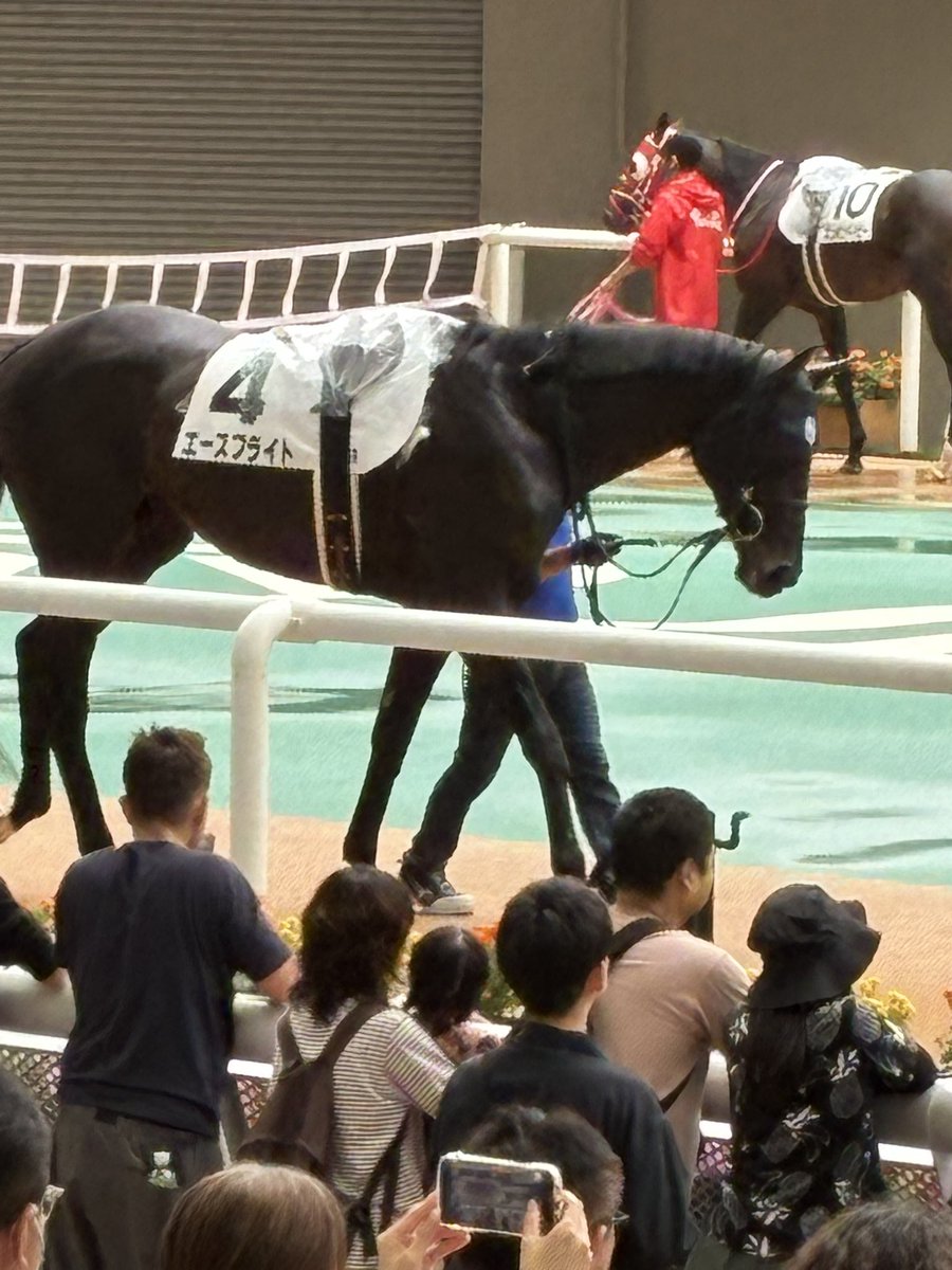 ryukakosari's tweet photo. エースフライト パドックです。 https://t.co/qJ9EX8987E