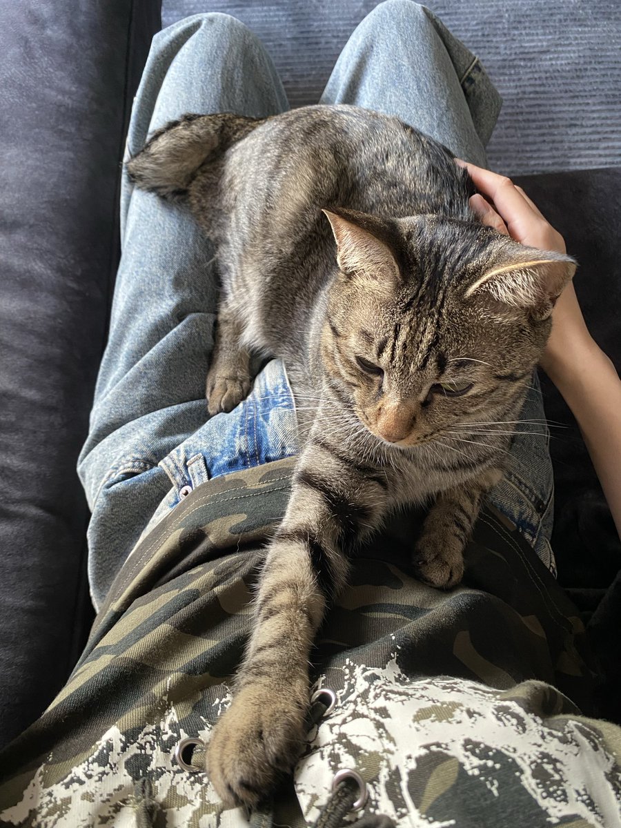 tskm_s's tweet photo. うちのねこ��呼び方
おかず丸→おかず→おかたん→おかたんぽ→おかずっぴ→おかぴ→おかポップ→ポップちゃん→かずお→かずおドリーム→かずおドリームフォーエバー https://t.co/Ogt9Buqs2h