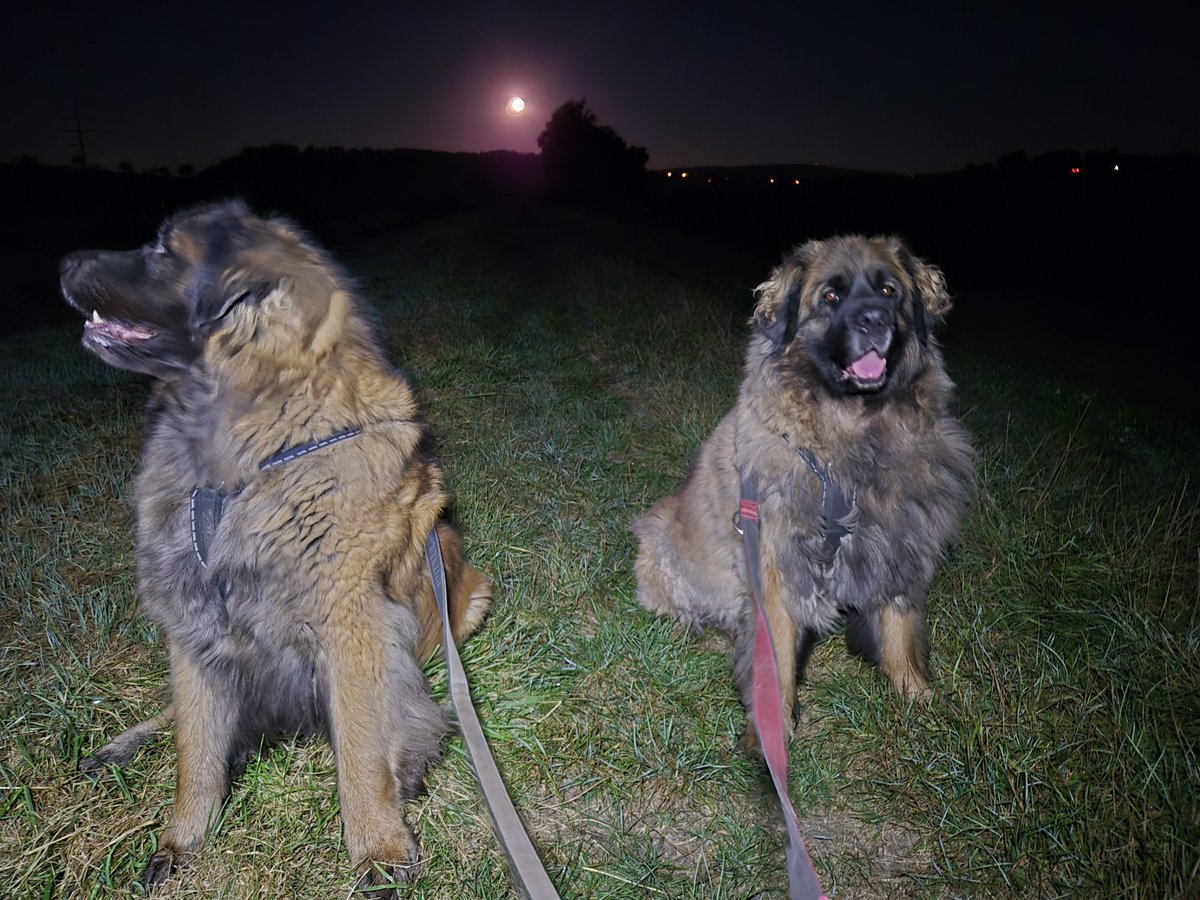 MichaEnders's tweet photo. Wichtiger Morgenappell: kurz vor 6 Uhr Mond-Anheulen zum Wachwerden. Schönes Wochenende ❤️🐾🐾🐾🐾❤️ https://t.co/HEfCh0BxBj