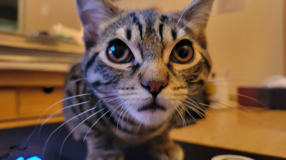majuular's tweet photo. New Link kinda looks like my cat Carlton https://t.co/0jFoZ8H6EZ