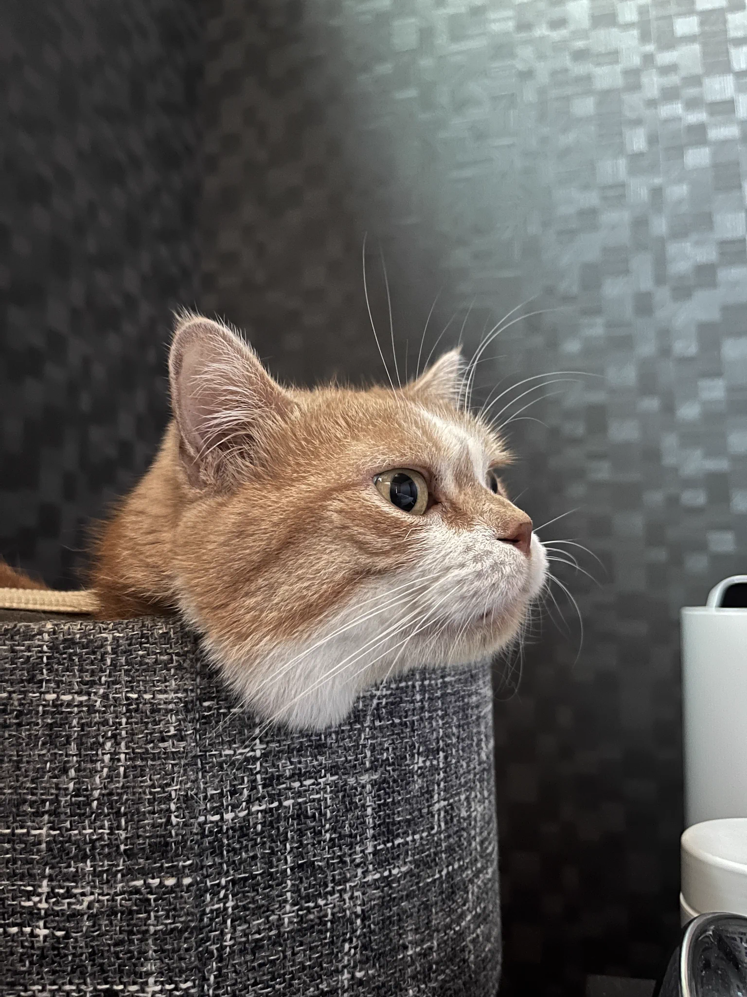 虎太郎(5歳) on X: 