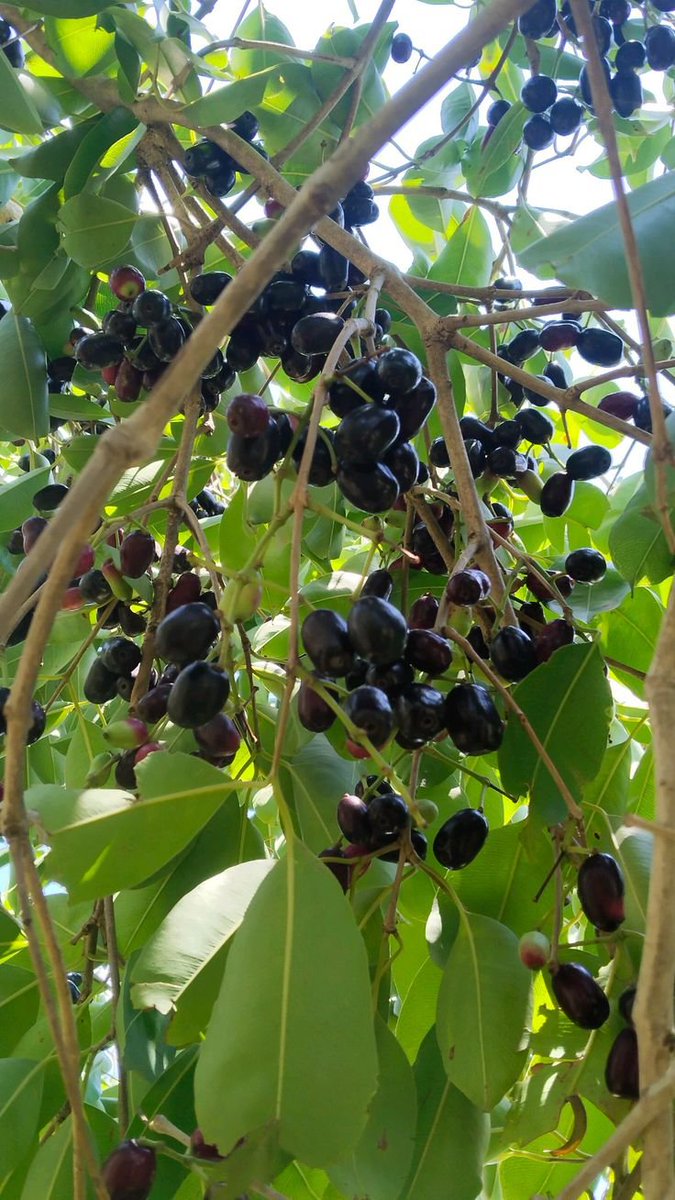 Novit_aa's tweet photo. Ada yang tahu buah ini? 
dulu pas masih sd seneng bgt cari buah ini di rumah tetangga, karena buahnya lebat dan rasa buahnya manis sepet, jadi enak aja zaman dulu, mungkin sekarang udah banyak yg punah, kalau di kampungku namanya duwet, ditempat kalian apa? https://t.co/HfMNrKy5xF