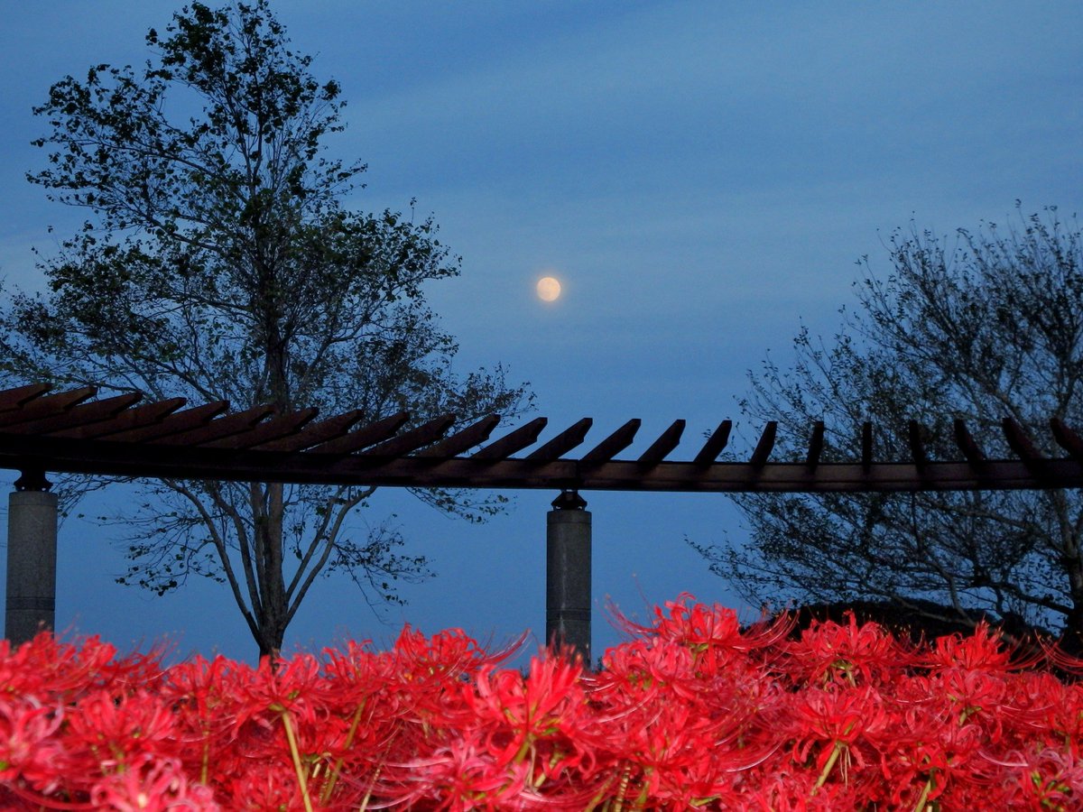2Serow's tweet photo. 昨夜の「中秋の名月」 https://t.co/AcP3Wo6nvh