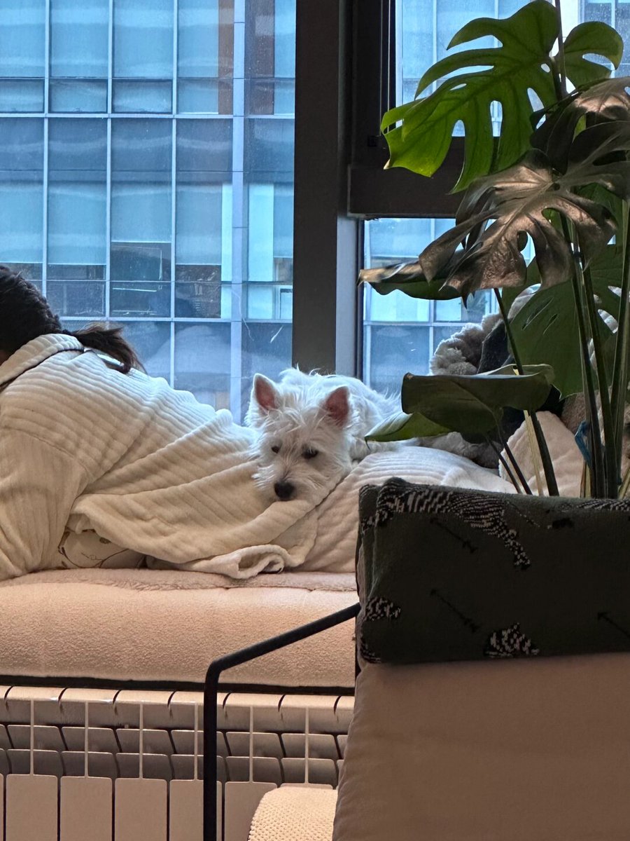 LyndseyVilhauer's tweet photo. Nothing beats coming home to a wagging tail and a warm purr—your pet’s waiting for you, always. https://t.co/MKBhGQHFsO