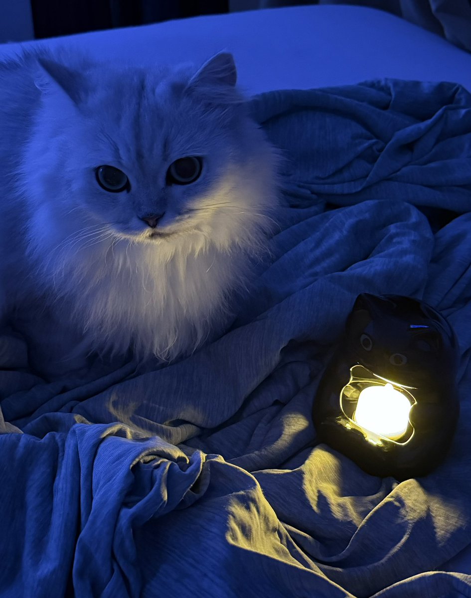 Solkaaattie's tweet photo. 居然还有小猫粉嘛🐾 https://t.co/fcG98ksggm