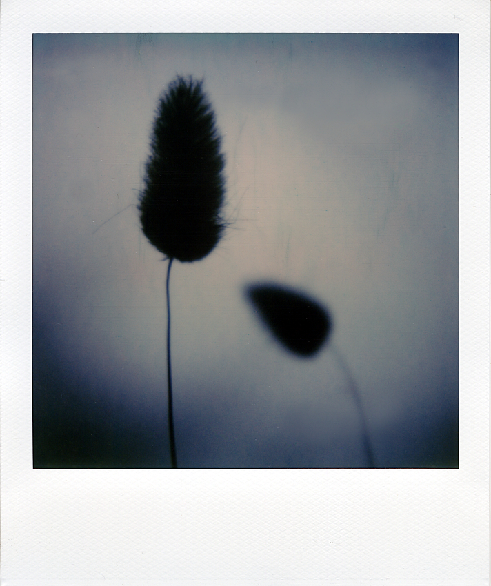 artlimitednet's tweet photo. Les amours imaginaires by Cyril Auvity https://t.co/OIAsI7nKeQ
#instant #filmphotography #polaroid #color #analogphotography #flower @polaroid #nature #instantfilm #visual #colours #polaroidphotochallenge #shootfilmstaybroke #photography #film #vegetal #instantcamera… https://t.co/9m1uxHJpAj