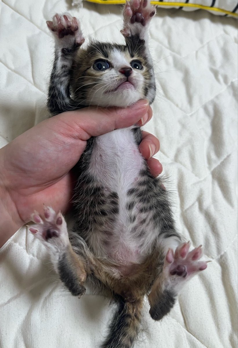 gomezcat7's tweet photo. 保護した時はぐったりして鳴きもせず明日までの命と言われてましたが….温めて温めてミルクあげて鳴けるまで回復して2週間でここまで大きくなりましたー！！

#チーチー成長記　#猫 https://t.co/PtRkMM1zcR