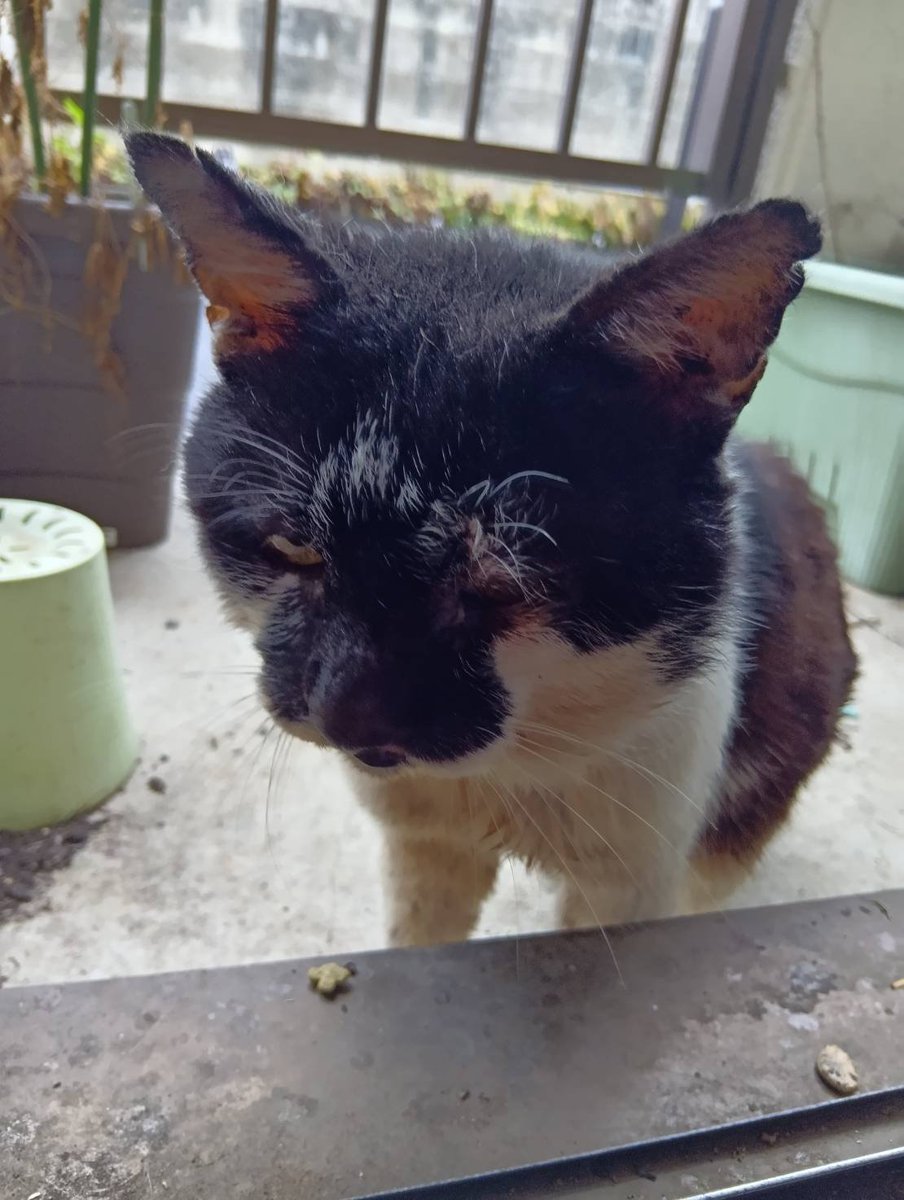 AsianMusicBarn's tweet photo. 今日も黒ブチにゃんご来訪🐈️🏘️
カリカリお召し上がりぃ～🐈️🍚🍚🍚 https://t.co/72KTmUXwyv