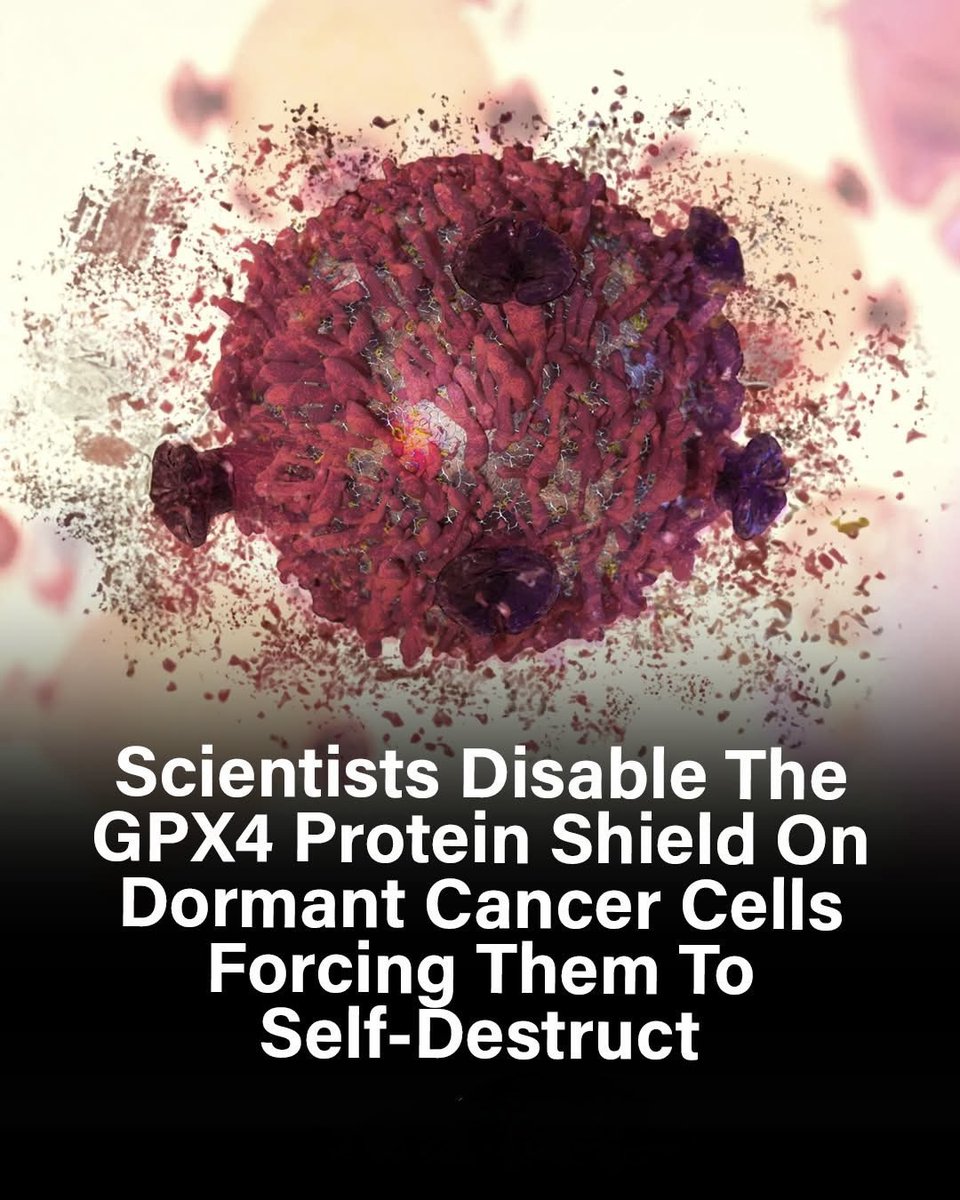 NextScience's tweet photo. 🚨 Cancer’s Hidden “Survival Shield” Just Got Exposed

Scientists have discovered that some cancer cells survive chemotherapy by going dormant and protecting themselves with a protein called GPX4. This protein acts like a shield, stopping a natural cell death process called ferroptosis.

Now, researchers have developed new compounds that can block GPX4. Once this shield is removed, these hidden cancer cells can no longer survive and they self-destruct from within.

This breakthrough is important because it targets the cells responsible for cancer relapse, offering new hope for treating recurring and hard-to-kill cancers.

Source: Stockwell, B. R., et al.Ferroptosis: A regulated cell death process in cancer. Nature Reviews Cancer