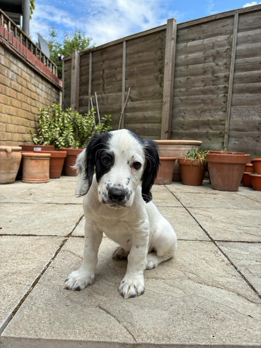 EleonorBrec2mr's tweet photo. GARDEN PATROL

Perimeter inspection underway. Sniffing: thorough. Morale: I AM A SERIOUS PROFESSIONAL https://t.co/HObs2Rulo8