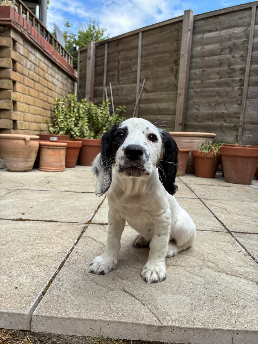 EleonorBrec2mr's tweet photo. GARDEN PATROL

Perimeter inspection underway. Sniffing: thorough. Morale: I AM A SERIOUS PROFESSIONAL https://t.co/HObs2Rulo8