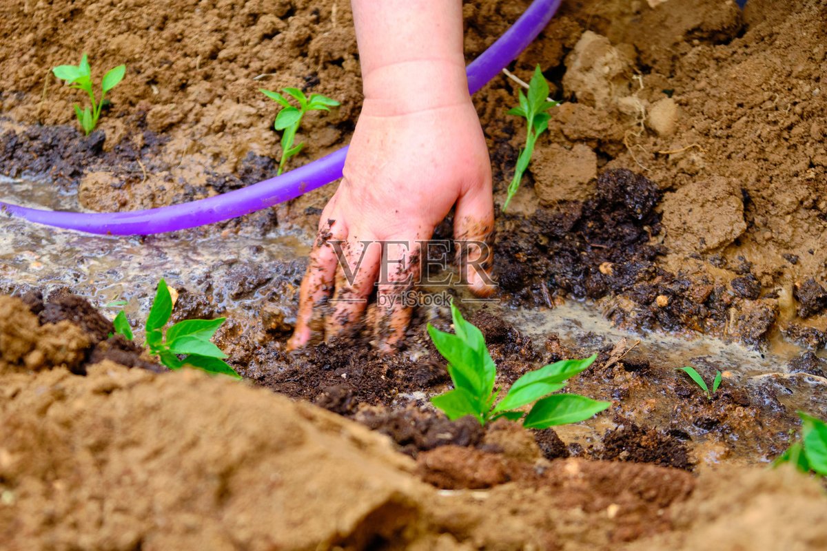 baechu_melody's tweet photo. I used a shovel to move soil, watered the young seedling, did some detail digging, and finally said a few encouraging words to it today—simple care for growth feels so nice. https://t.co/ue6Ee9huxR