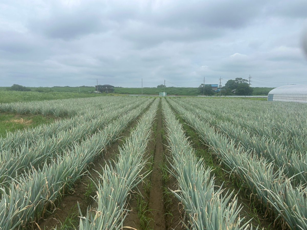 tsukaharafarm's tweet photo. 今日の塚原農場から、畑の一場面をお届けします。

季節や天気に向き合いながら、今日も野菜づくりを進めています。
写真から農場の空気を少しでも感じてもらえたらうれしいです。

育つ過程も見守ってください。

#塚原農場 #深谷市 #農家の日常 https://t.co/mdR53BSacU