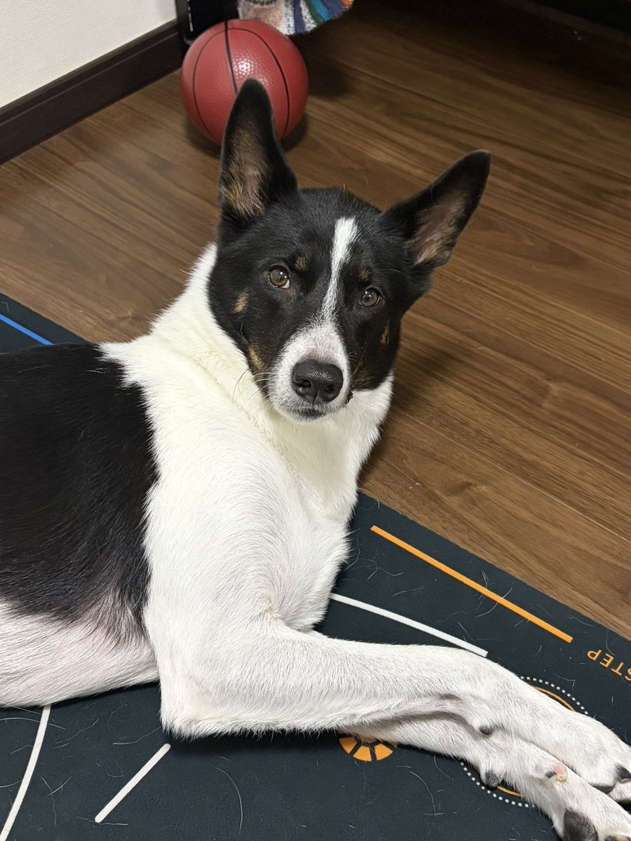ccchaccchao's tweet photo. 犬を可愛がる自分が可愛いとは思っていないが、うちの犬には注目して欲しいし、なんなら可愛いって言って欲しい😂むしろ、そうじゃないなら何でSNSやってんの？って思っちゃうかも。

うちの子可愛いだろ！可愛いっていえ！オラオラオラ！ https://t.co/MVPb5pcdKq