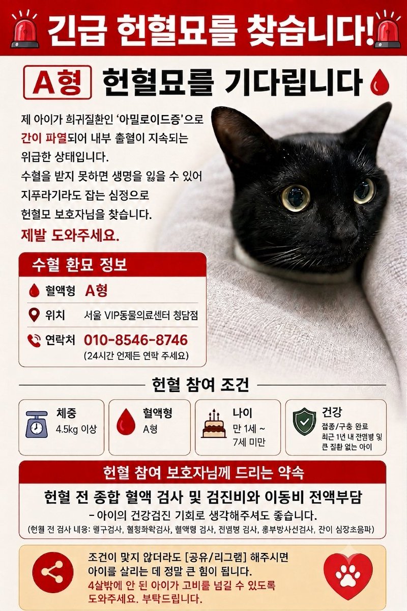 i93VWENSMz98534's tweet photo. 덕질계정인데 부득이하게 또 급한 상황이 생겨 올립니다ㅠ
🚨🩸🐈‍⬛ (응급)A형 고양이 혈액 구합니다.(검진비+이동비 지원.) 🚨

아밀로이드라는 희귀질환을 가진 4살 아이입니다.
또 다시 파열이 시작되어 급히 혈액이 필요합니다.
가능하신 집사님들은 아래 번호로 연락 부탁드려요ㅠ https://t.co/TrMKeR3ZDz
