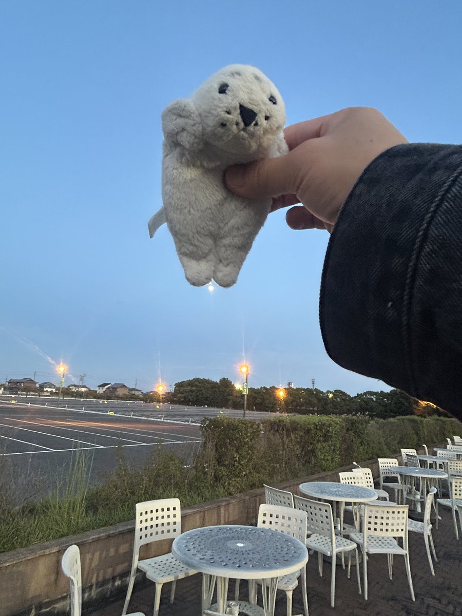 waccha_309's tweet photo. お月様にタッチ🌕🦭 https://t.co/6qjG4yYGrp