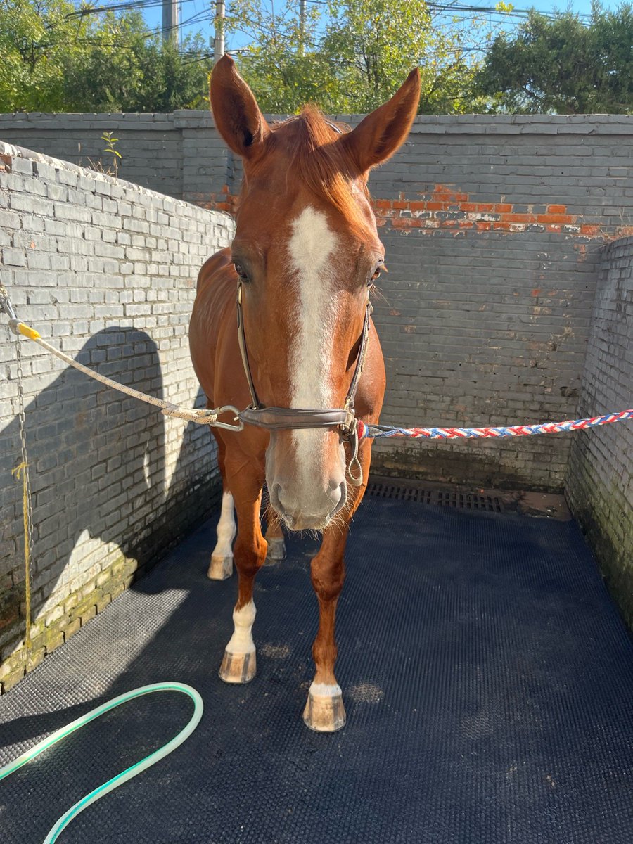 yonggeun0612's tweet photo. Today I passed a quiet horse stable (厩) with a Deng (邓) surname neighbor, and saw a horse’s tooth (牙) marked with muddy turbidity (浊) — small daily surprises! https://t.co/4ugRUUwcoo