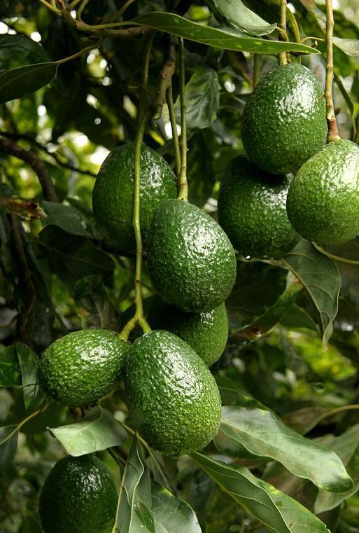ModestoMccrkxb's tweet photo. Este aguacate hass mexicano tiene una textura cremosa, sabor dulce y es perfecto para guacamole. ， https://t.co/ehavll5U74