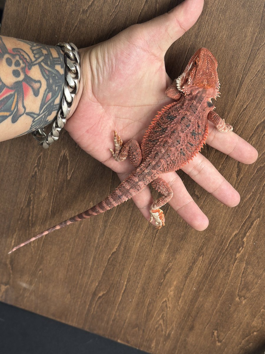 GungnirAnimals's tweet photo. 🇦🇺新着入荷情報🇯🇵

2026国内CB
フトアゴヒゲトカゲ/赤（Non Dark）

バキッとクマドリの刺さるような『赤』が入荷しました❗️
細く細かく入った黒い柄が超かっこいいです👍

2匹のみ❗️ https://t.co/5OfK0XG3xr