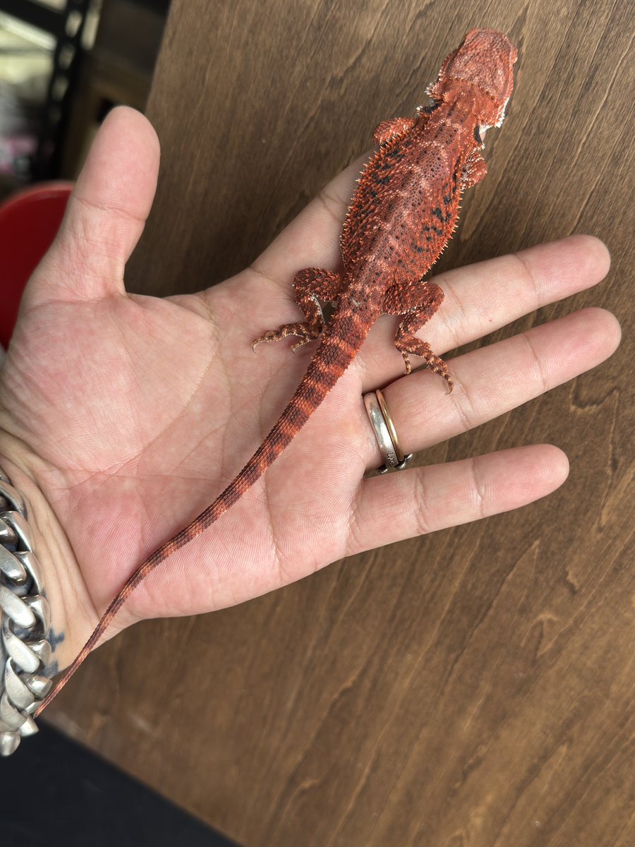 GungnirAnimals's tweet photo. 🇦🇺新着入荷情報🇯🇵

2026国内CB
フトアゴヒゲトカゲ/赤（Non Dark）

バキッとクマドリの刺さるような『赤』が入荷しました❗️
細く細かく入った黒い柄が超かっこいいです👍

2匹のみ❗️ https://t.co/5OfK0XG3xr
