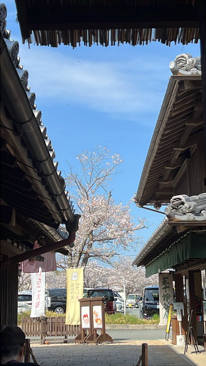 gokigen_ojou's tweet photo. @apathy_shaper 伊勢神宮おすすめです。
春に一人旅で行きましたが、時間がゆっくりと流れていて気持ちが整理されました✨ https://t.co/Fp6Z4cA3wn