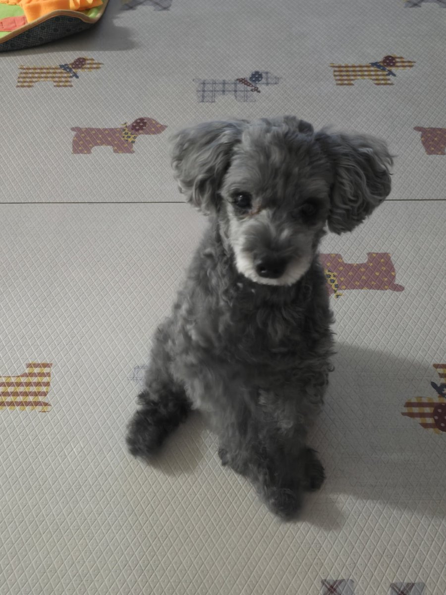 rfv4pb's tweet photo. 저희집 강아지가 저보다 용돈을
더 많이 받는데는 이유가 있네요... https://t.co/rTVdIshUPK