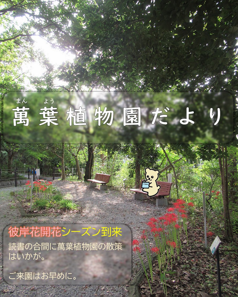 toko_library's tweet photo. 【萬葉植物園だより】
本館入口前にある《萬葉植物園》には
万葉集にゆかりのある植物が植えられています。

今年も彼岸花(曼殊沙華)が見頃を迎えています。
万葉集について詳しく知りたくなったら
ぜひ図書館の本をご利用ください。

ご来館お待ちしております♪

#所沢市 #所沢図書館 ＃萬葉植物園 https://t.co/iYfzzS7Ier