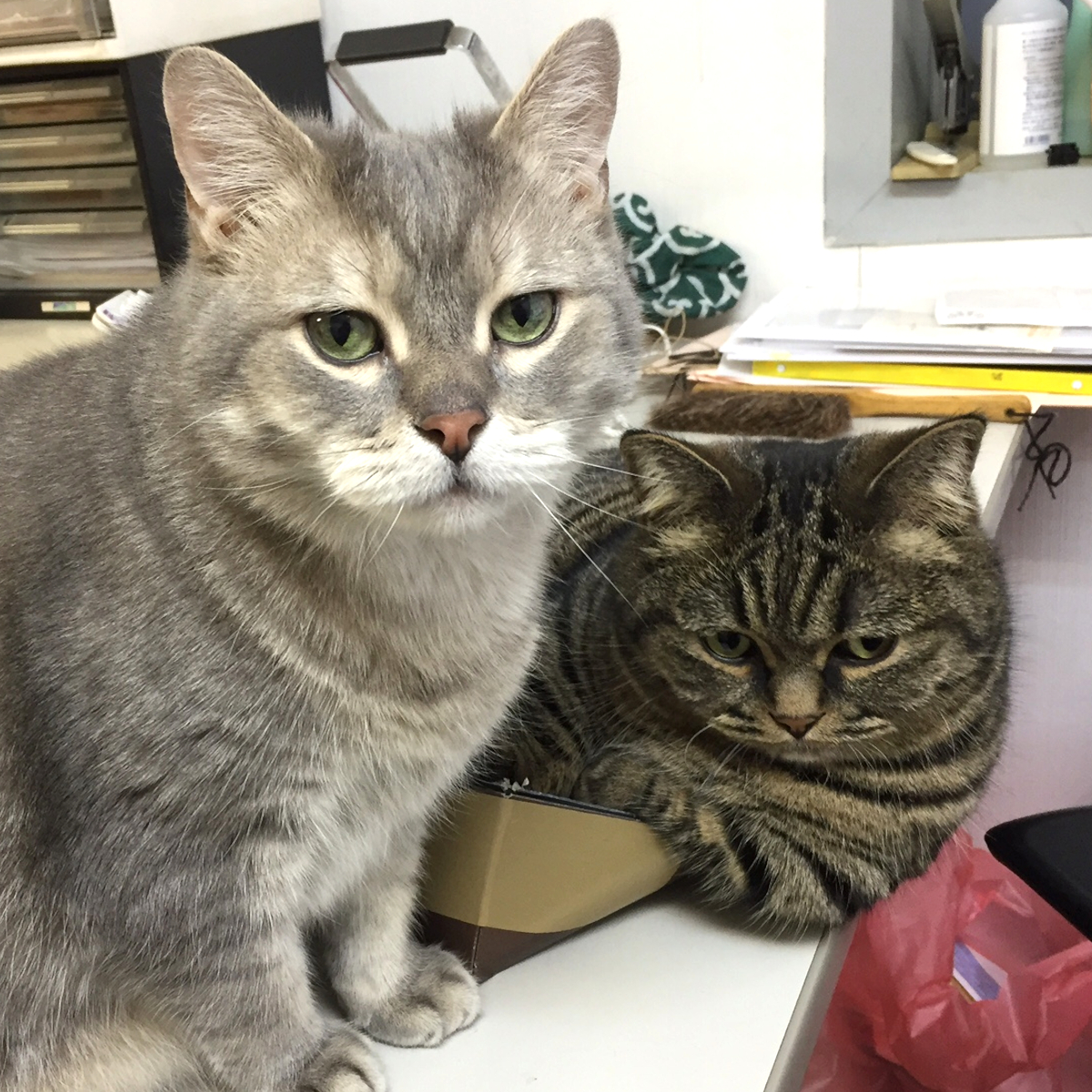ushiroatama9's tweet photo. 持病の悪化したトミーが18年の生涯を終えました。６月に家猫ジギーも他界して、残るはジミー（写真右）だけとなりました。名コンビでした。
100匹くらい飼えば少しは死に動じなくなるかと考えたこともありますが、そこには100の悲しみがあるのかもしれません。沢山甘えて長生きしてくれてありがとう。 https://t.co/2sMENaBcUt