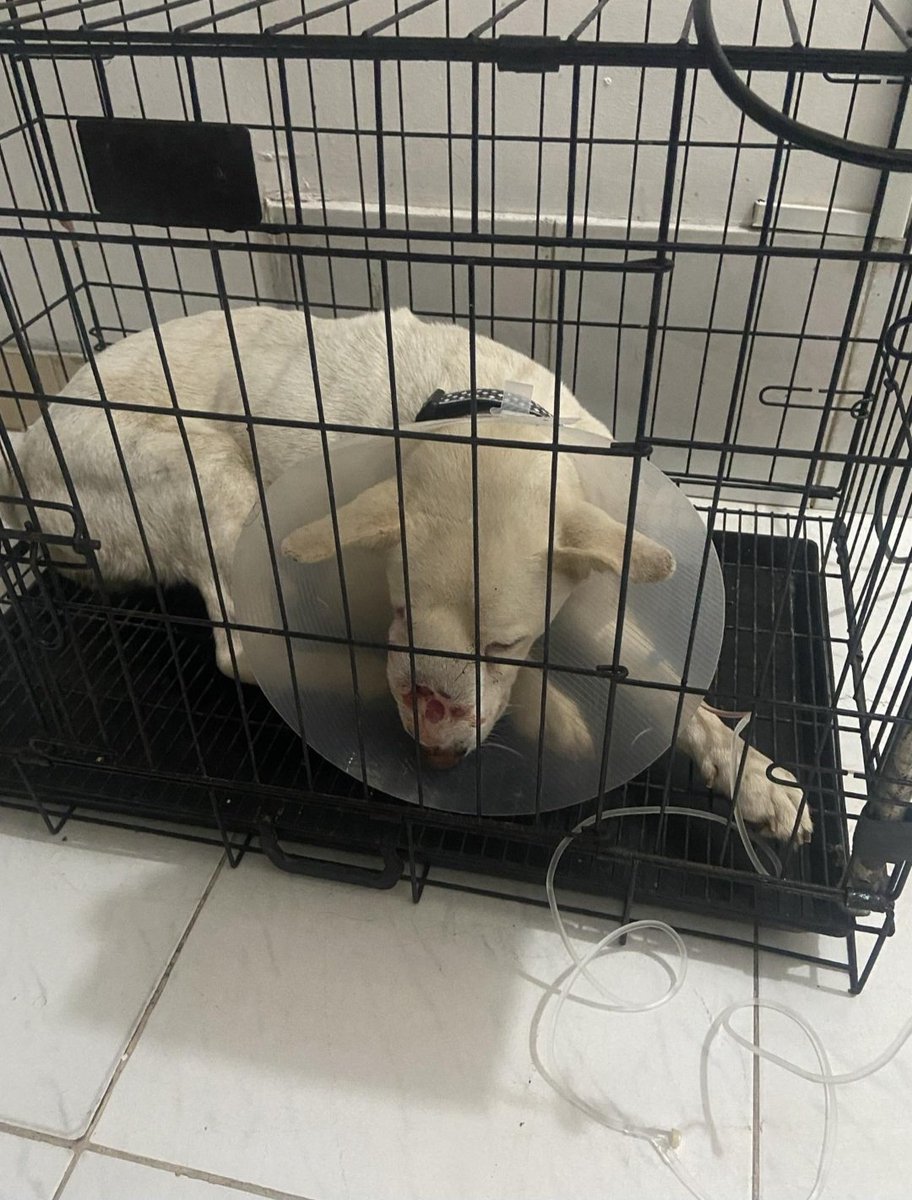 Domsszn's tweet photo. @brainlety bro My dog's name is Charlie, and he is suffering from nose cancer. He is the only thing I have left , I just want to save my dog. even a single dollar is incredibly valuable to 🙏

G51sbxYW5kZBX6fRfkfELW6Crvb1RJxgBSPzjrGdAmA6 (SOL wallet) https://t.co/v3uiPAfXTX
