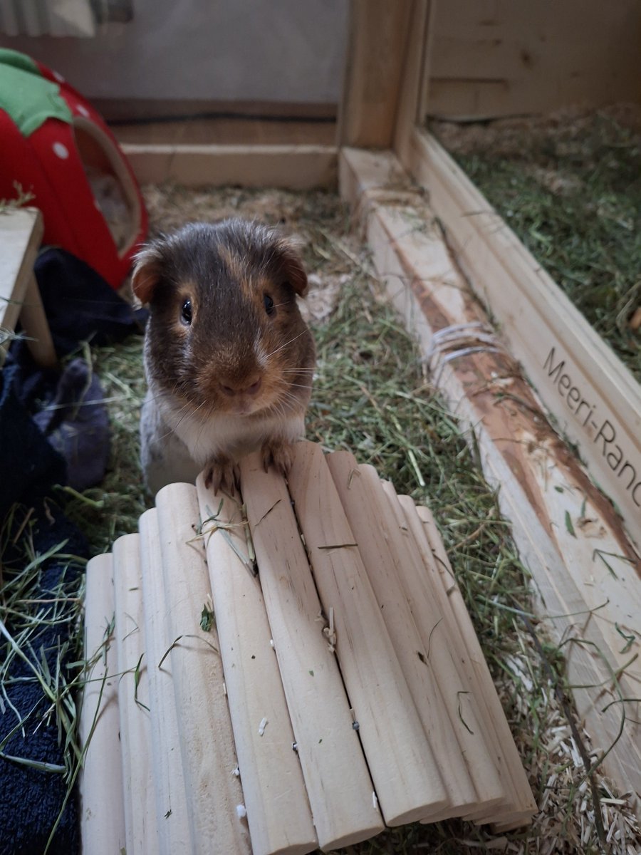 R3b3ll78's tweet photo. #Meerschweinchen#GuineaPig https://t.co/Wox6uk5cBx