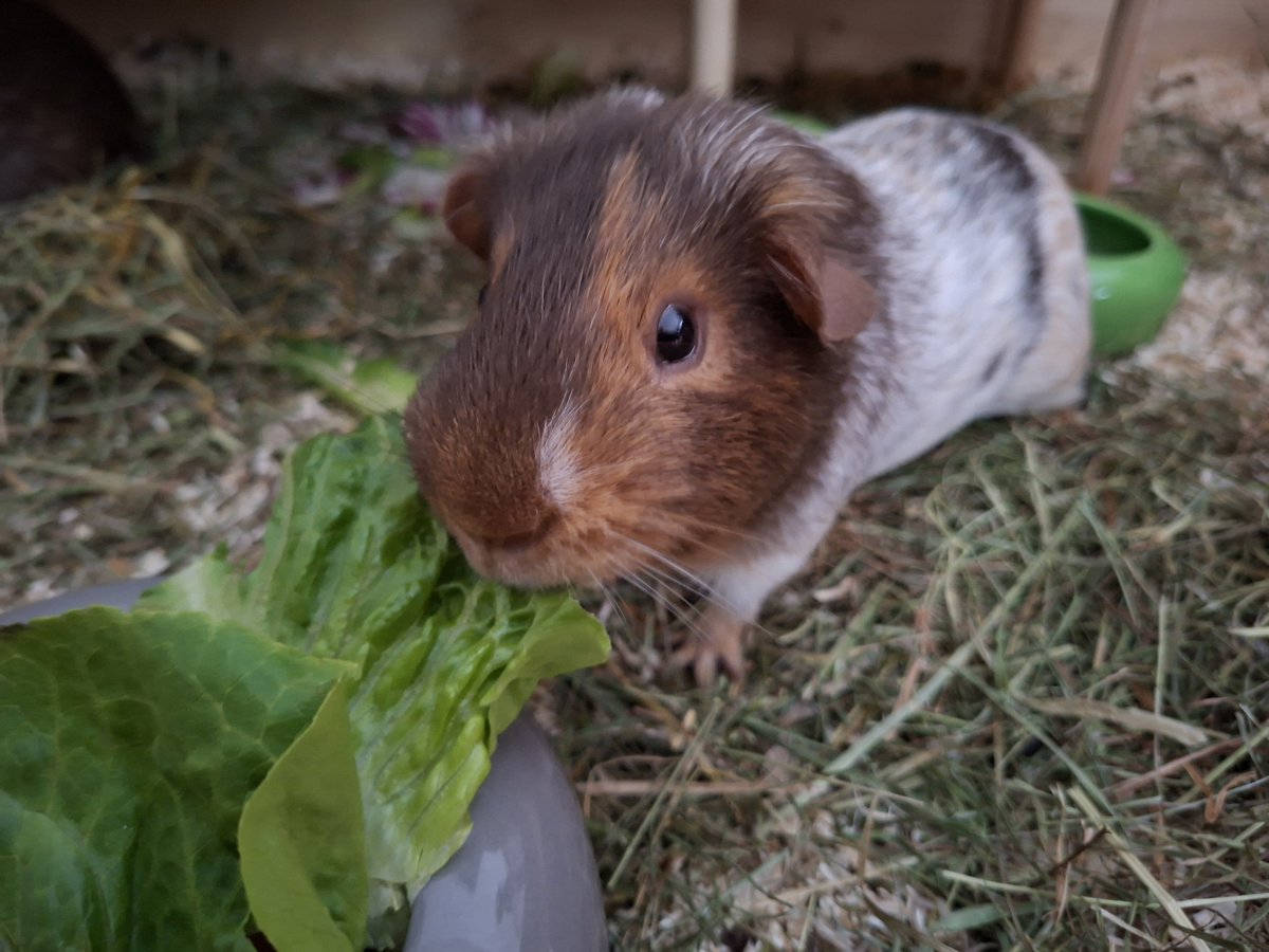 R3b3ll78's tweet photo. #Meerschweinchen#GuineaPig https://t.co/Wox6uk5cBx