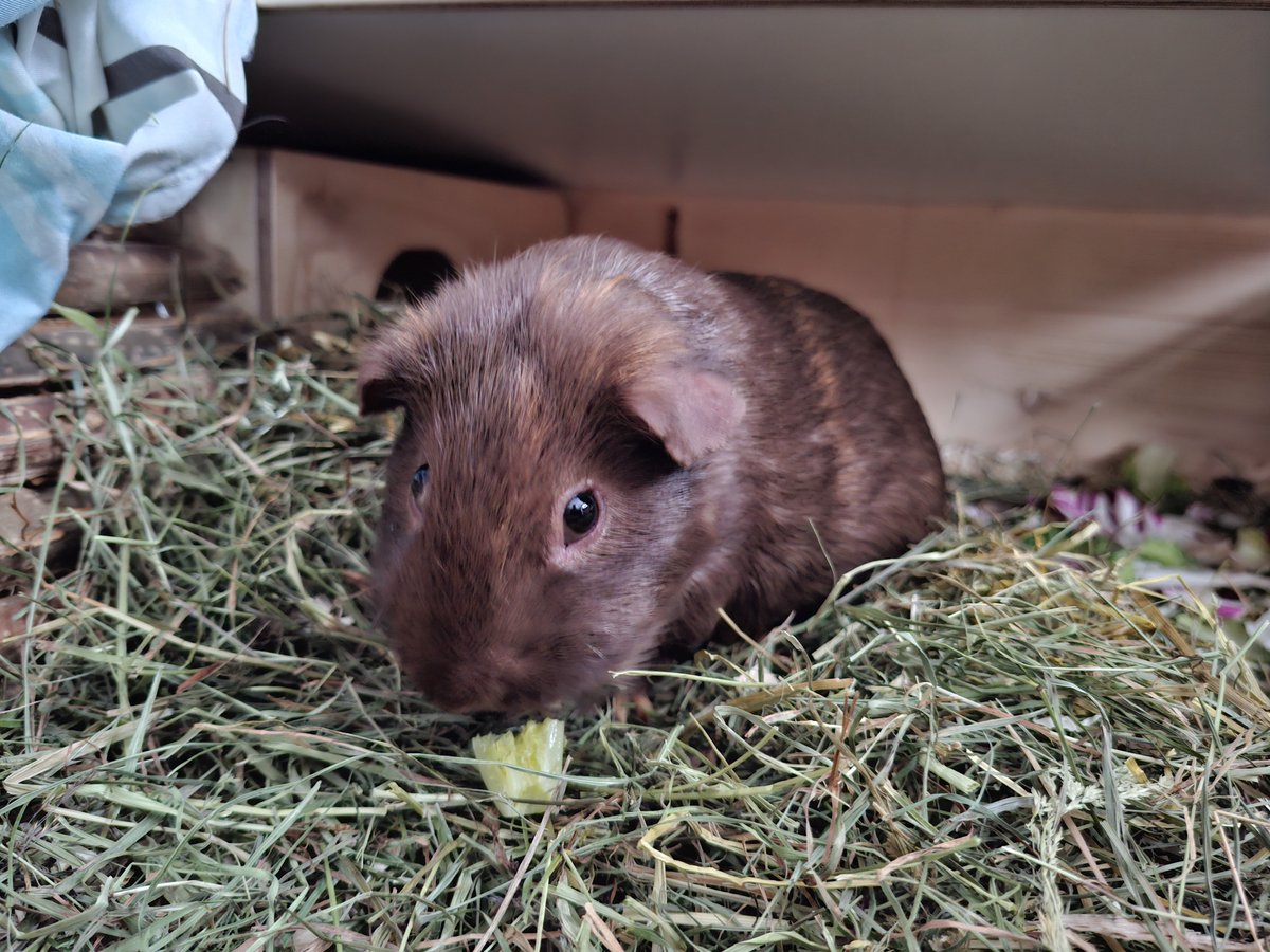 R3b3ll78's tweet photo. #Meerschweinchen#GuineaPig https://t.co/Wox6uk5cBx