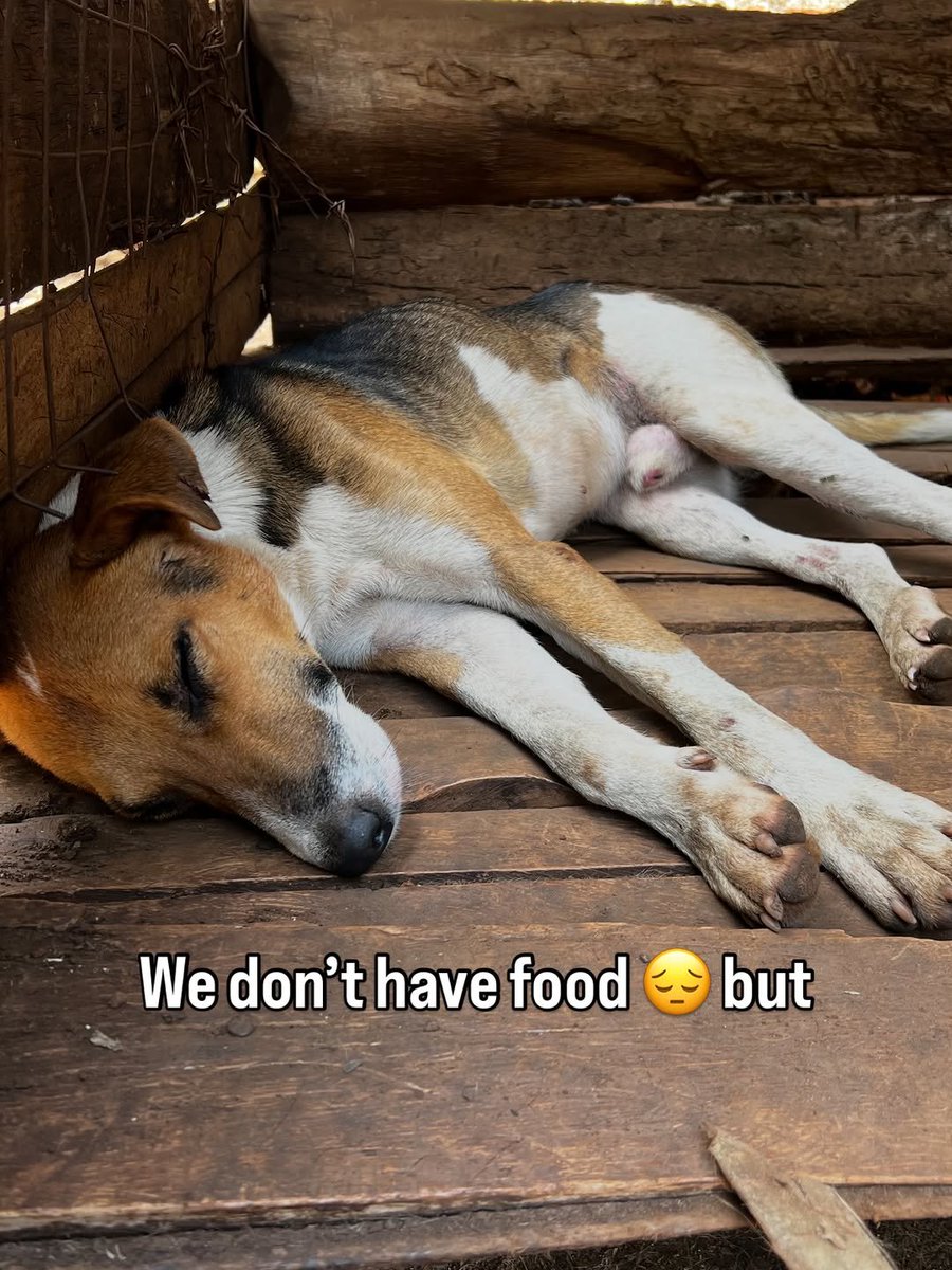 PawsOfHope4's tweet photo. Rody and all the other dogs are waiting for someone kind to make a donation to help them on feeding. If anyone can please 🙏🏻 help today. Even $5 can help feed a dog 🐾❤️
https://t.co/LAabfz4ma8 https://t.co/LaFhrgtToM