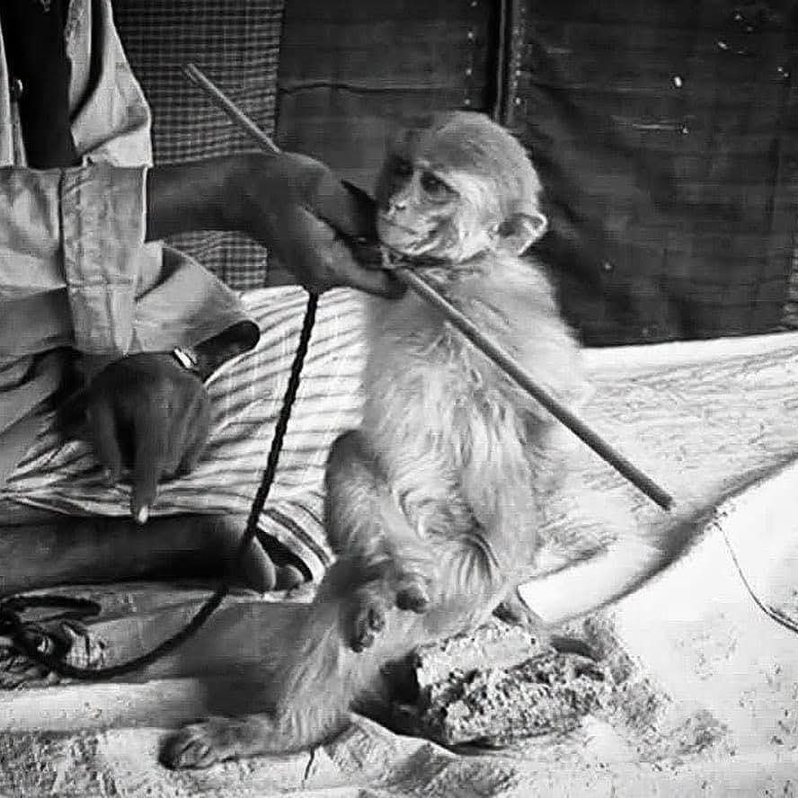Joseph3Sengendo's tweet photo. Such criminals deserves to be treated in the same way as they treat innocent animals without respect https://t.co/eodBo9UI1u