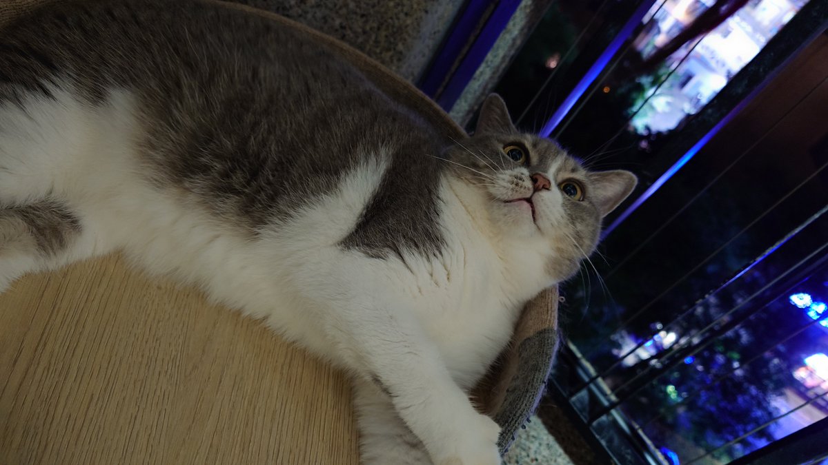 TIDUS_TEN's tweet photo. 猫 https://t.co/OETmtFnqYb
