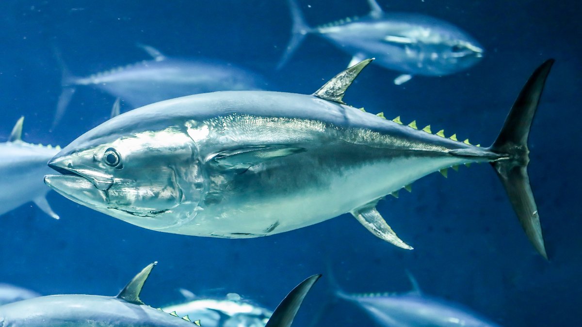 KasaiSuizokuen's tweet photo. 本日、10月10日は「マグロの日」

そして葛西臨海水族園の開園記念日です🎉

みなさまのおかげで37周年を迎えることができました。
これからもどうぞよろしくお願いいたします。

#かさりん https://t.co/EZNz9WKslc