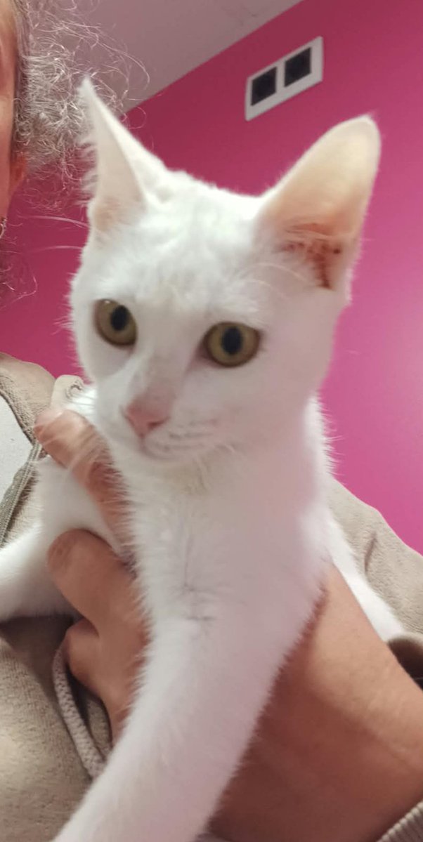 Solopar53137293's tweet photo. Nina  busca la seva llar, és un cotonet de bonica i dolça que és 💞 Twiter fes la teva màgia ✨☘️ #XarxaCatalunyaAdopcions #XarxaBarcelonaAdopcions☎️ 614 076 600 Nina és un amor. 5 mesos, doble negativa. És un amor només vol que l'acaronis💞 #adopcióresponsable https://t.co/sdjq4HXpKY
