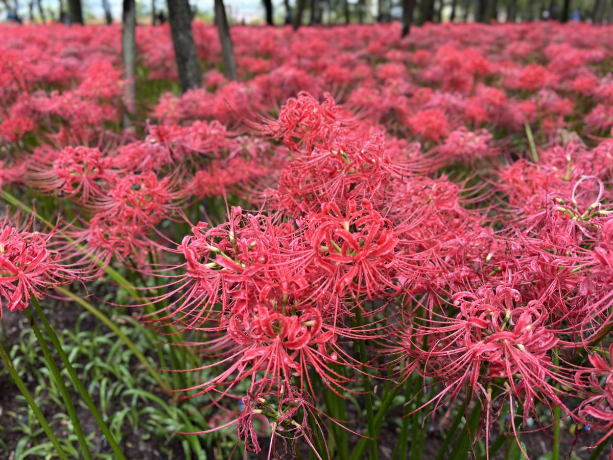 Saku41cha's tweet photo. 西武線の曼珠沙華見に行ってきたよー👍🏻❣️雨でも楽しめるお花で良かった☔️  #ダズルック https://t.co/uOYHCVpJ4R