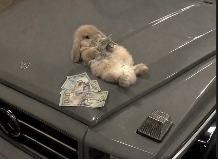 animalpopular9's tweet photo. I am rich bunnny❤ https://t.co/6cD1WPoDzP