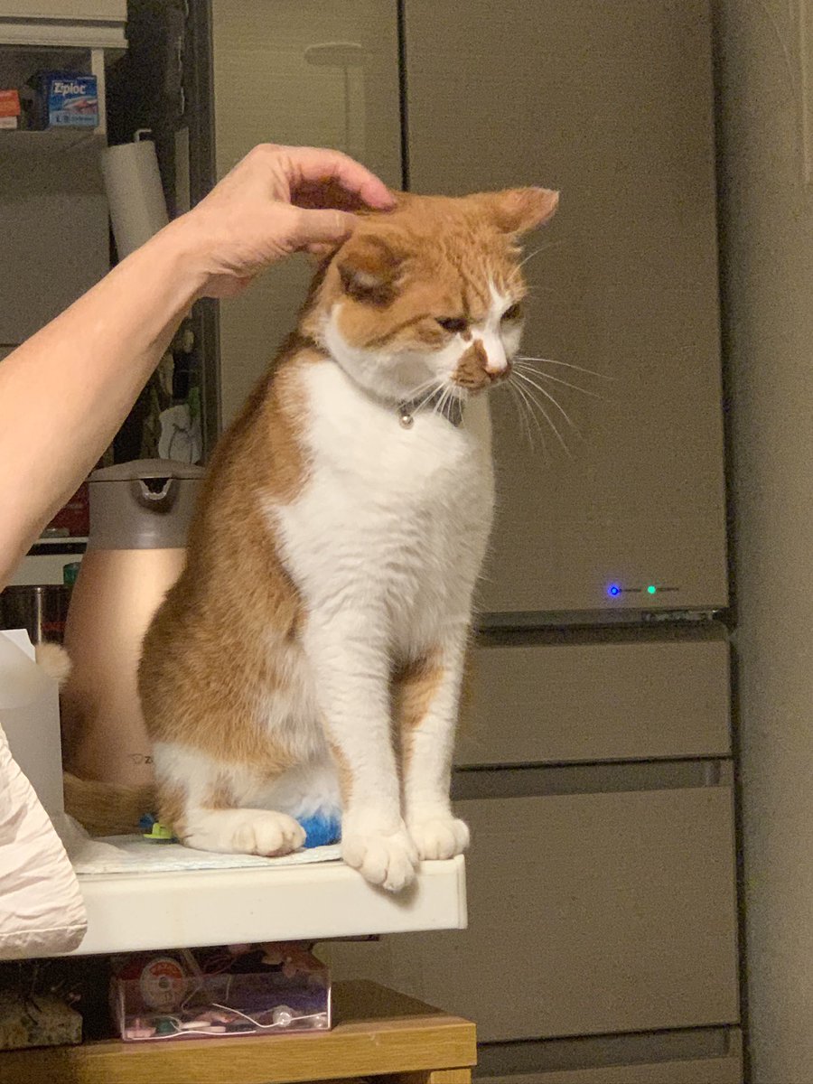 mocici_'s tweet photo. たのしい無職期間も終わりに近づきたのしい実家でぬくぬく猫と一緒暮らしが終わりました悲しすぎてもう体調が悪い https://t.co/CoICVHRVQO